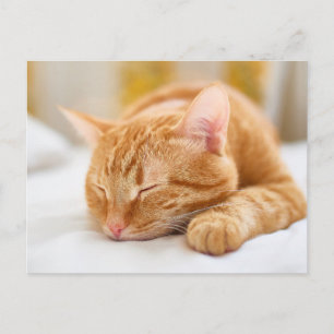 Niedliche Kleintiere Sleeping Ginger Cat Postkarte