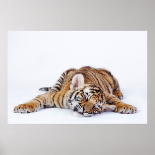 Niedliche Kleintiere Sleepy Baby Tiger Cub Poster