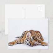Niedliche Kleintiere | Sleepy Baby Tiger Cub Postkarte (Vorne/Hinten)