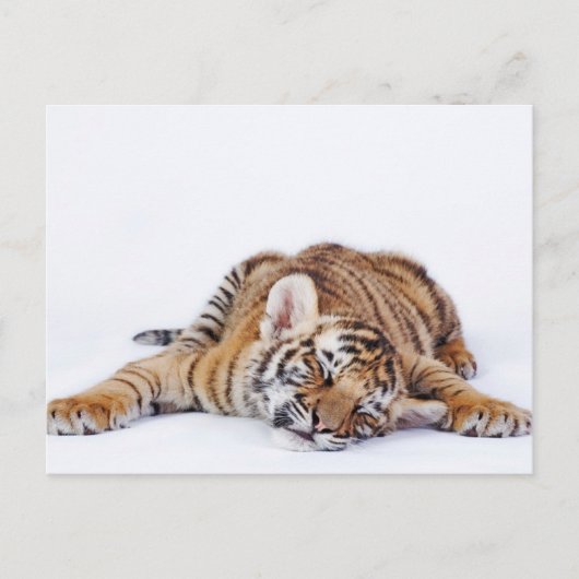 Niedliche Kleintiere | Sleepy Baby Tiger Cub Postkarte (Vorderseite)