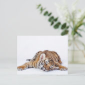 Niedliche Kleintiere | Sleepy Baby Tiger Cub Postkarte (Stehend Vorderseite)