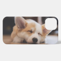 Niedliche Kleintiere | Sleepy Corgi