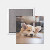 Niedliche Kleintiere | Sleepy Corgi Magnet (Vorderseite/Rückseite)