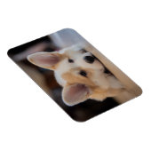 Niedliche Kleintiere | Sleepy Corgi Puppy Magnet (Rechte Seite)