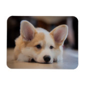 Niedliche Kleintiere | Sleepy Corgi Puppy Magnet (Horizontal)