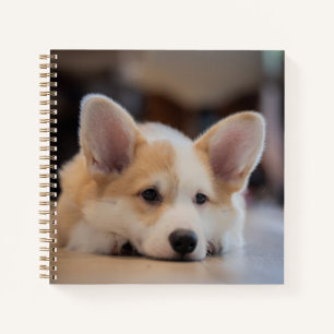 Niedliche Kleintiere   Sleepy Corgi Puppy Notizblock