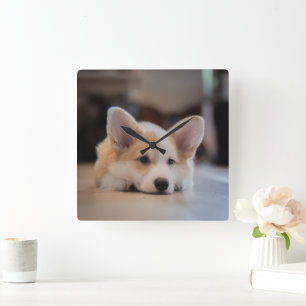 Niedliche Kleintiere   Sleepy Corgi Puppy Quadratische Wanduhr