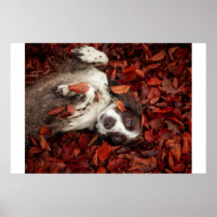 Niedliche Kleintiere   Spanier im Herbstbereich Poster