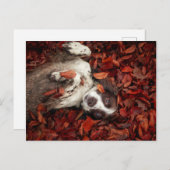 Niedliche Kleintiere | Spanier im Herbstbereich Postkarte (Vorne/Hinten)