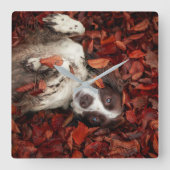 Niedliche Kleintiere | Spanier im Herbstbereich Quadratische Wanduhr (Vorderseite)