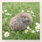 Niedliche Kleintiere | Spanischer Igel Glasuntersetzer (Vorderseite)