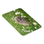 Niedliche Kleintiere | Spanischer Igel Magnet (Rechte Seite)