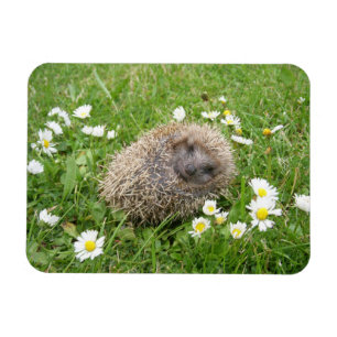 Niedliche Kleintiere Spanischer Igel Magnet
