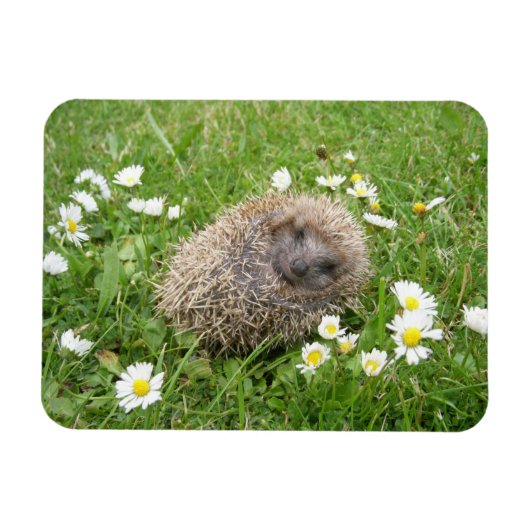 Niedliche Kleintiere | Spanischer Igel Magnet (Horizontal)