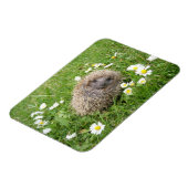 Niedliche Kleintiere | Spanischer Igel Magnet (Linke Seite)