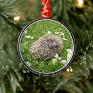 Niedliche Kleintiere   Spanischer Igel Ornament Aus Metall