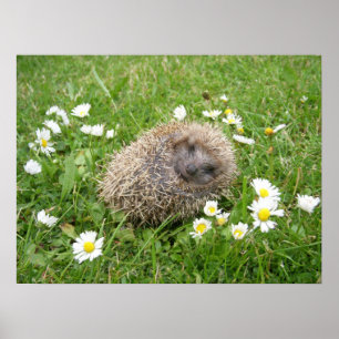 Niedliche Kleintiere Spanischer Igel Poster