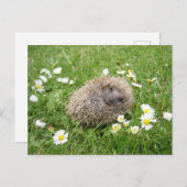 Niedliche Kleintiere | Spanischer Igel Postkarte (Vorne/Hinten)