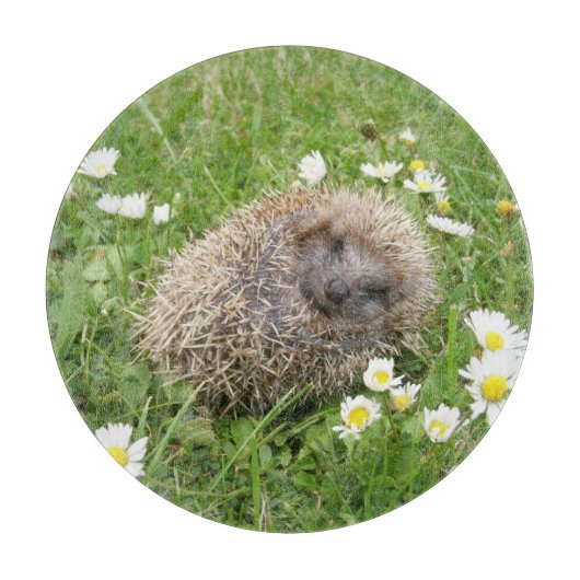 Niedliche Kleintiere | Spanischer Igel Schneidebrett (Vorderseite)