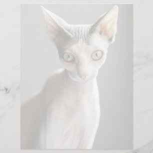 Niedliche Kleintiere   Sphinx Cat