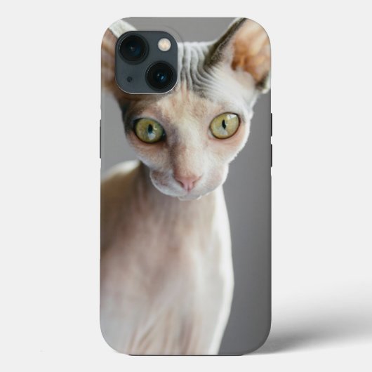 Niedliche Kleintiere | Sphinx Cat Case-Mate iPhone Hülle (Rückseite)