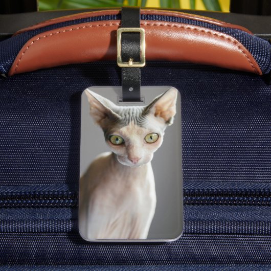 Niedliche Kleintiere | Sphinx Cat Gepäckanhänger (Vorderseite Insitu 2)