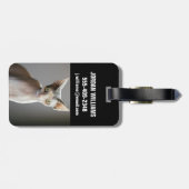 Niedliche Kleintiere | Sphinx Cat Gepäckanhänger (Rückseite horizontal)