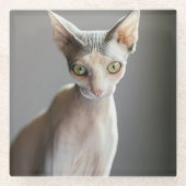 Niedliche Kleintiere | Sphinx Cat Glasuntersetzer (Vorderseite)