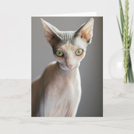 Niedliche Kleintiere | Sphinx Cat Karte (Vorderseite)