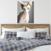 Niedliche Kleintiere | Sphinx Cat Leinwanddruck (Insitu (Schlafzimmer))