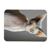 Niedliche Kleintiere | Sphinx Cat Magnet (Horizontal)
