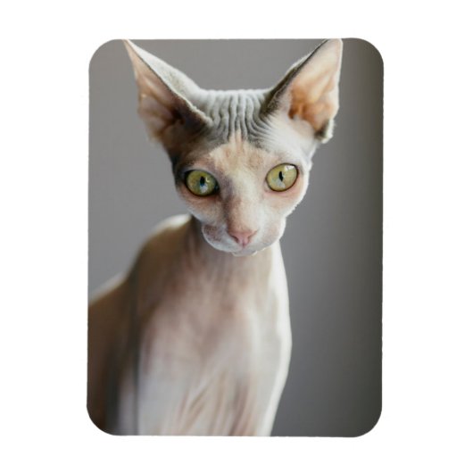 Niedliche Kleintiere | Sphinx Cat Magnet (Vertikal)