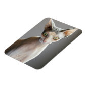 Niedliche Kleintiere | Sphinx Cat Magnet (Linke Seite)