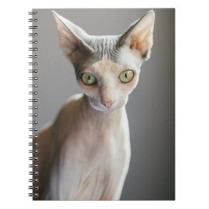 Niedliche Kleintiere Sphinx Cat Notizblock