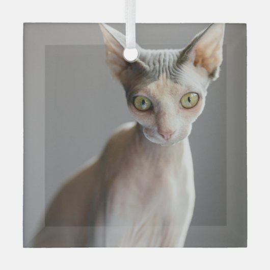 Niedliche Kleintiere | Sphinx Cat Ornament Aus Glas (Vorderseite)