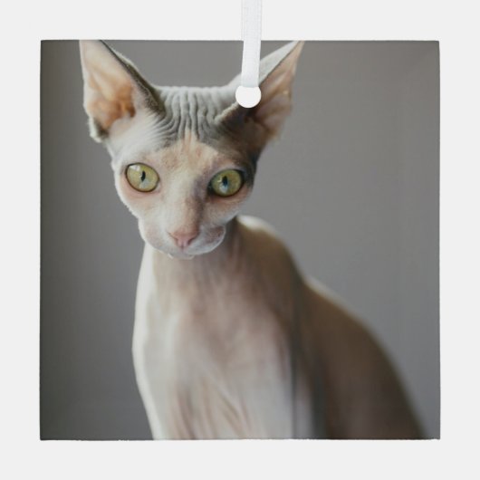 Niedliche Kleintiere | Sphinx Cat Ornament Aus Glas (Rückseite)