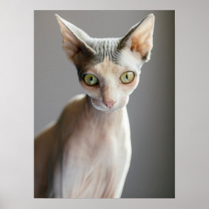 Niedliche Kleintiere   Sphinx Cat Poster