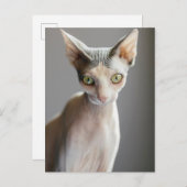 Niedliche Kleintiere | Sphinx Cat Postkarte (Vorne/Hinten)