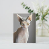 Niedliche Kleintiere | Sphinx Cat Postkarte (Stehend Vorderseite)