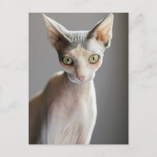 Niedliche Kleintiere   Sphinx Cat Postkarte
