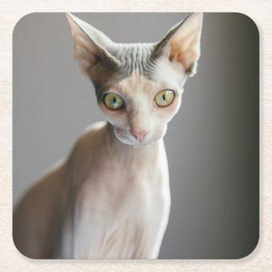 Niedliche Kleintiere | Sphinx Cat Rechteckiger Pappuntersetzer (Vorderseite)