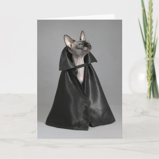 Niedliche Kleintiere | Sphynx Hairless Cat Karte (Vorderseite)