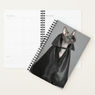 Niedliche Kleintiere Sphynx Hairless Cat Planer