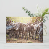 Niedliche Kleintiere | Svalbard Rentier Dankeskarte (Stehend Vorderseite)