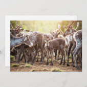 Niedliche Kleintiere | Svalbard Rentier Dankeskarte (Vorne/Hinten)