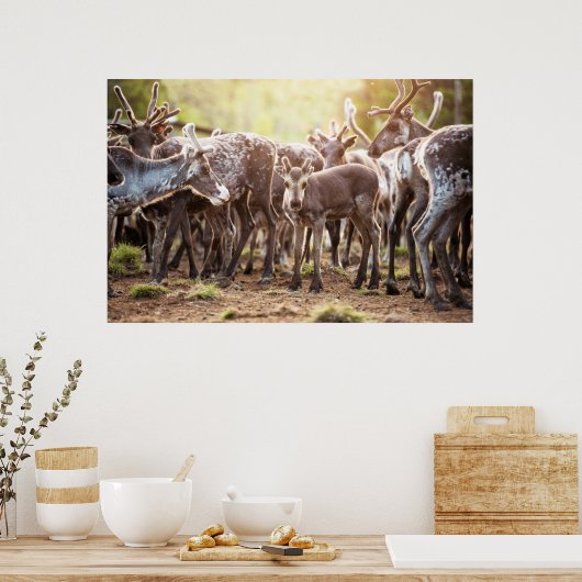 Niedliche Kleintiere | Svalbard Rentier Poster (Küche)