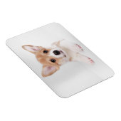 Niedliche Kleintiere | Sweet Baby Corgi Magnet (Rechte Seite)