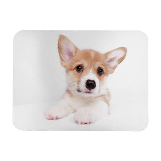 Niedliche Kleintiere | Sweet Baby Corgi Magnet (Horizontal)