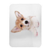 Niedliche Kleintiere | Sweet Baby Corgi Magnet (Vertikal)