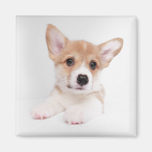 Niedliche Kleintiere Sweet Baby Corgi Magnet